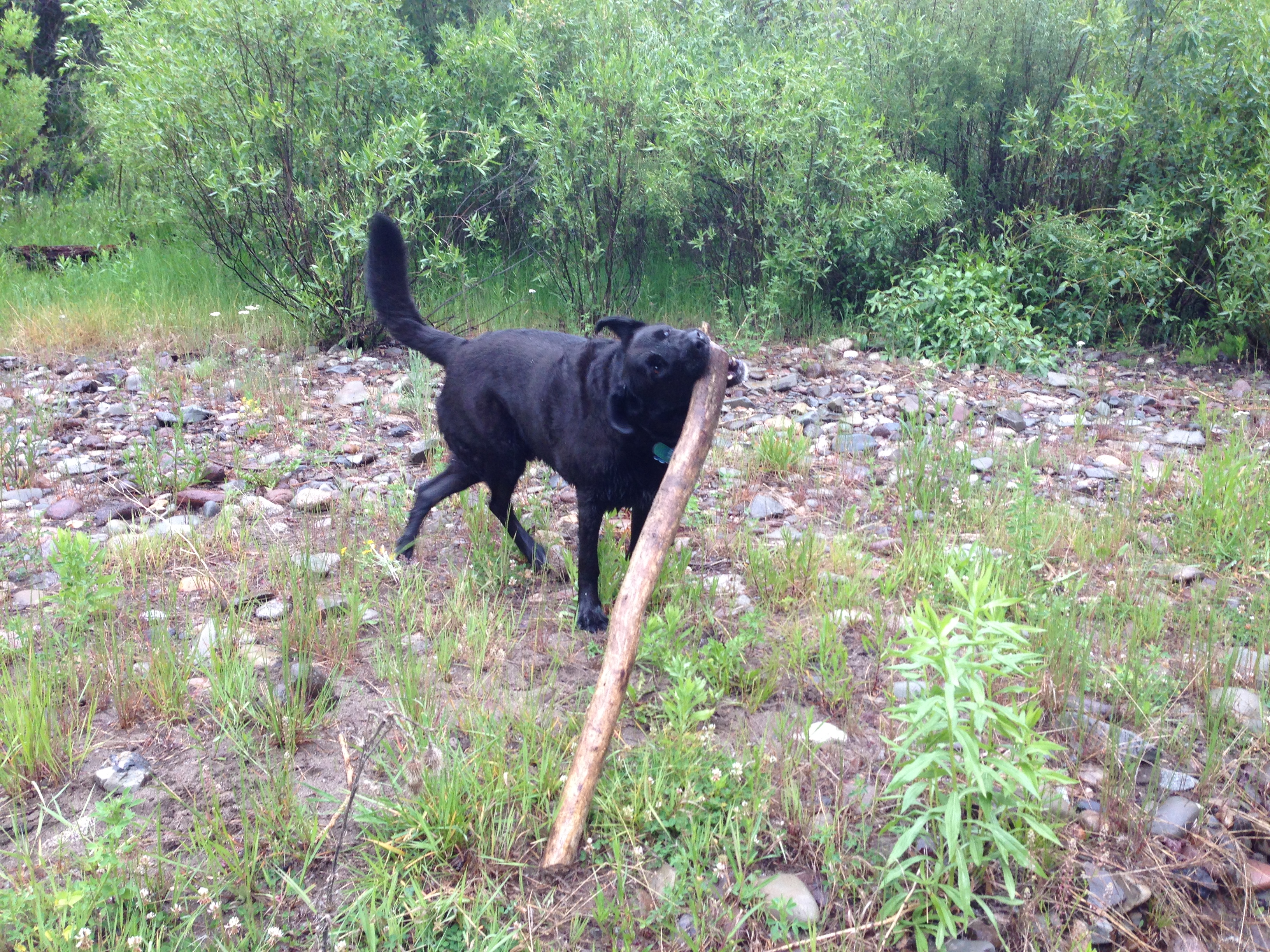 Trail-ready dog near a mountain creek