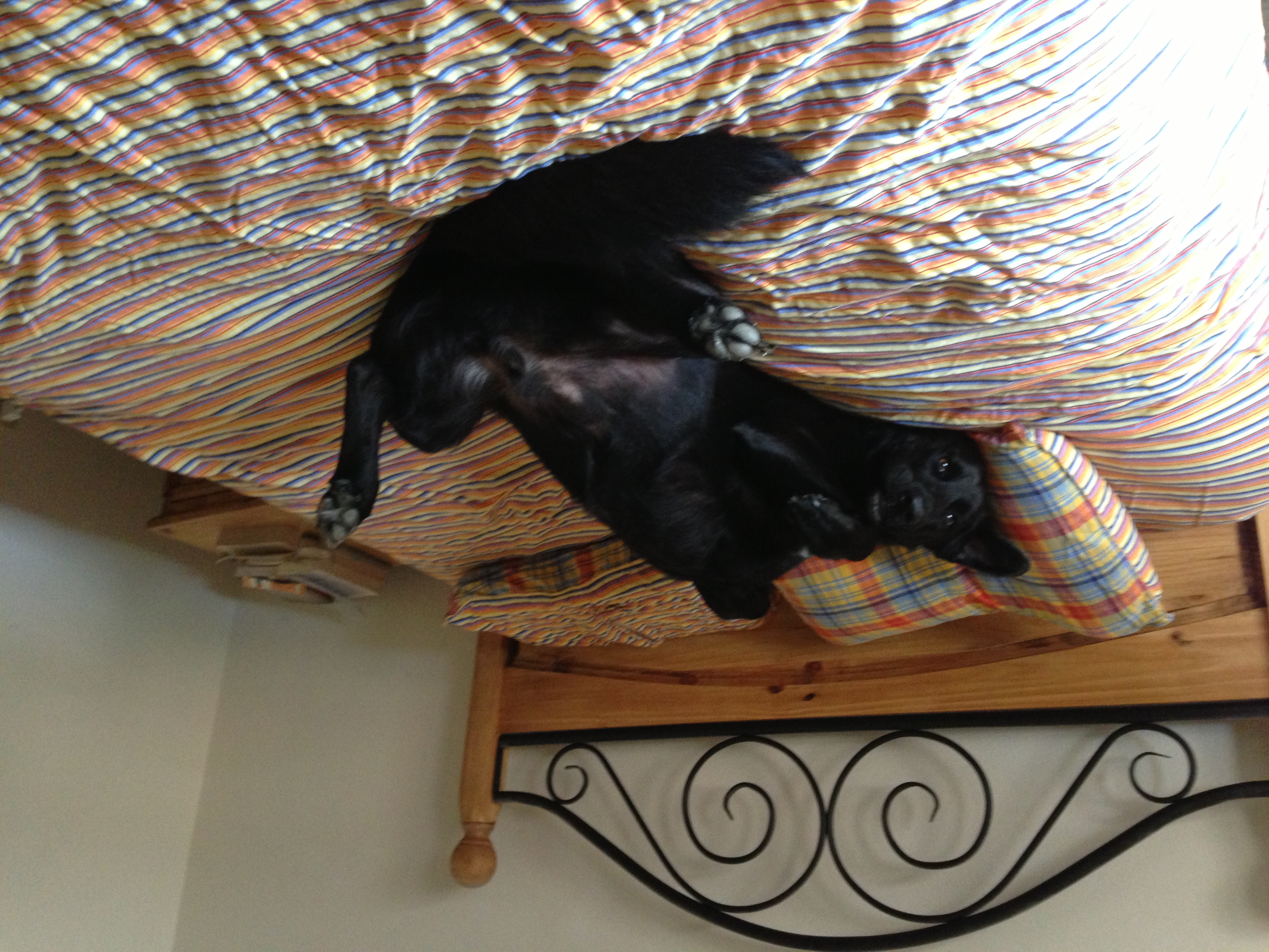 In-home dog care in Summit County
