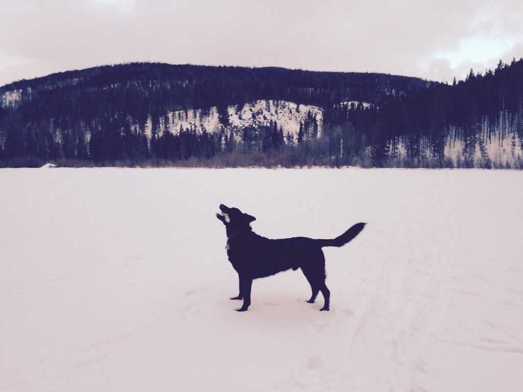 Mountain DAWGS dog walking and pet sitting services in Summit County.