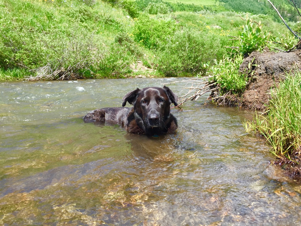 Dog enjoying a quick drop-in visit