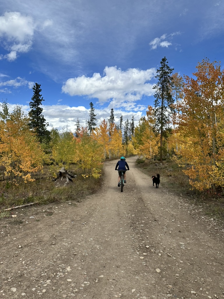 Dog on a fall trail