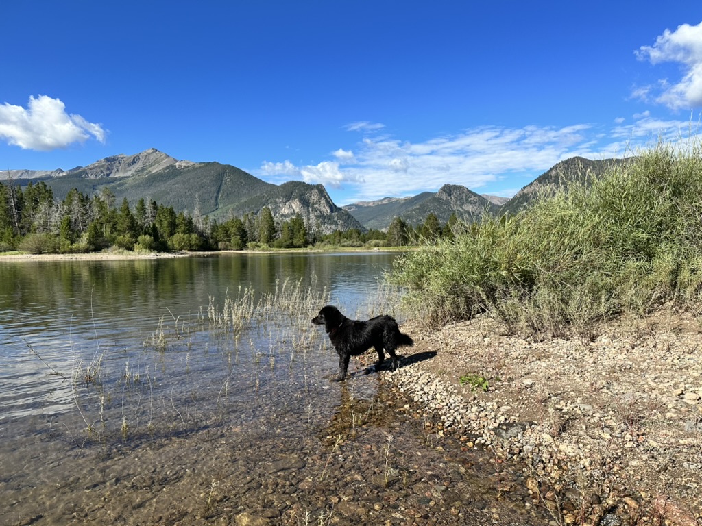 Dog exploring a creek on a fall trail