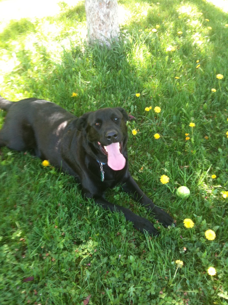Dog on a Breckenridge wildflower trail