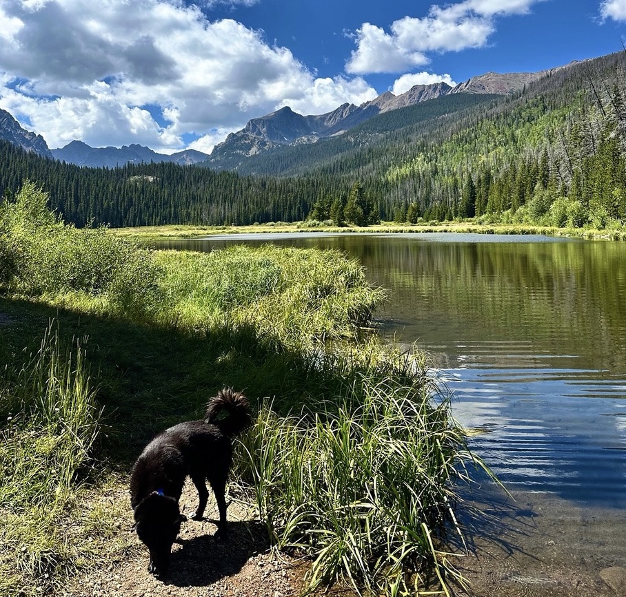 Mountain DAWGS dog walk in Dillon & Silverthorne dog walking, hikes and pet care.