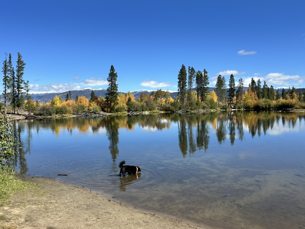Mountain DAWGS dog walk in Frisco dog walking, hikes and pet care.