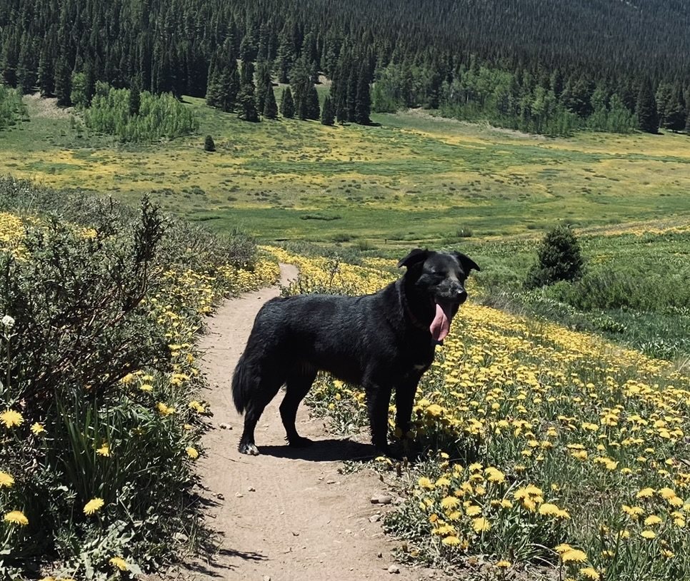 Dog near a mountain lake in Summit County