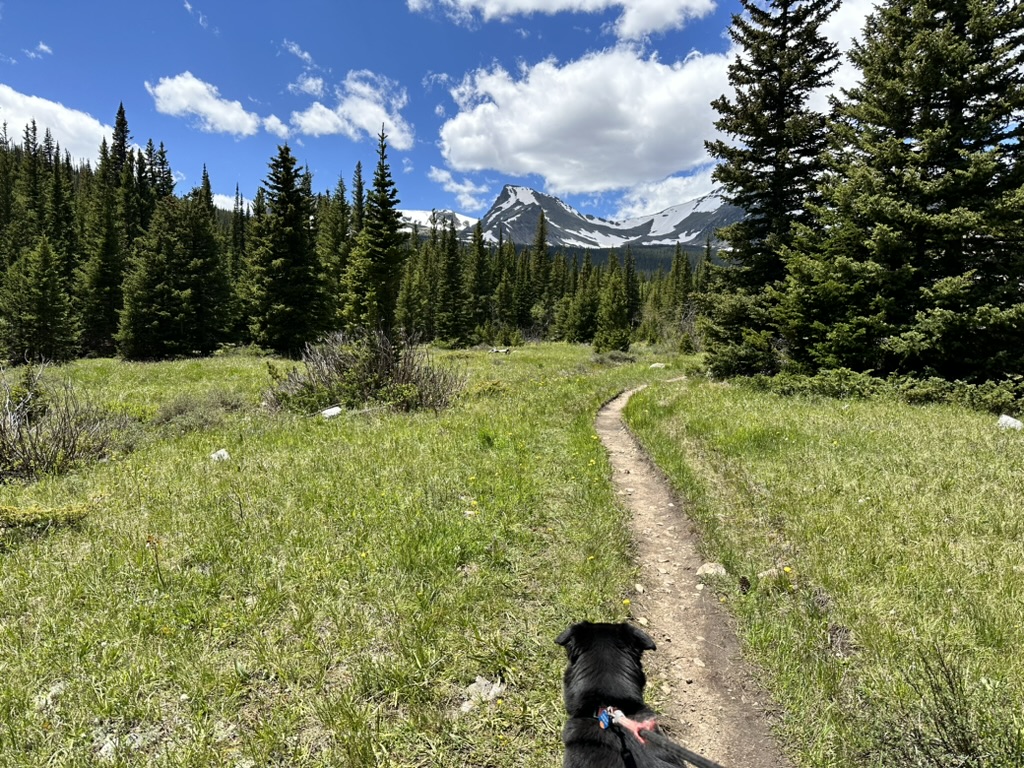 Mountain DAWGS Breckenridge dog sitting, dog walking and in-home pet care.
