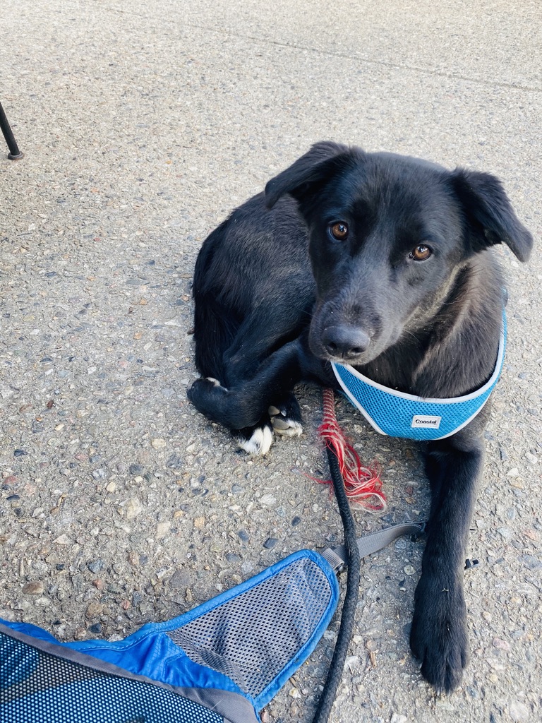 Safety-first snowy dog walk in Summit County