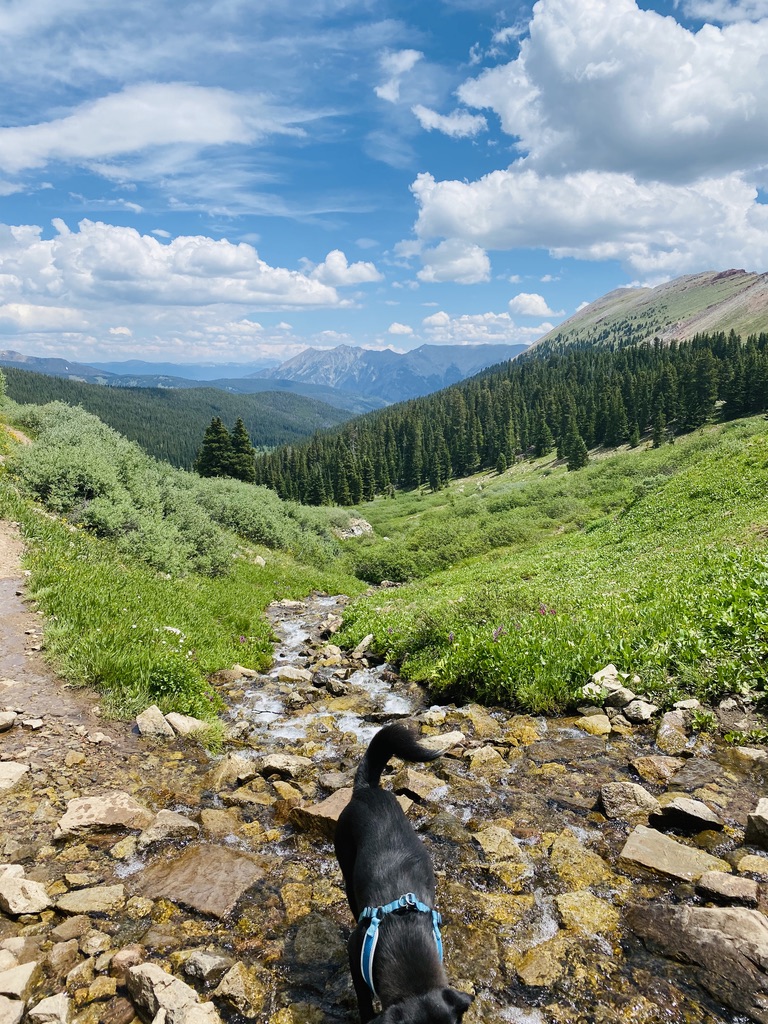 Mountain DAWGS dog walk in Summit Cove & Keystone dog walking, hikes and pet care.